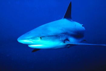 Man catches shark with his hands!