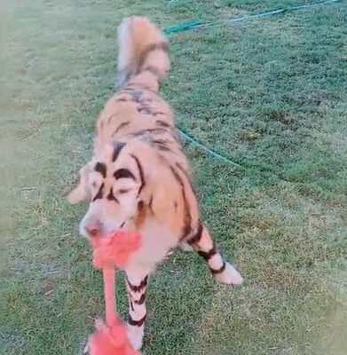 Odin the Tiger Dog!