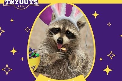 “Louie” Becomes The First Raccoon to Be Named Cadbury Bunny