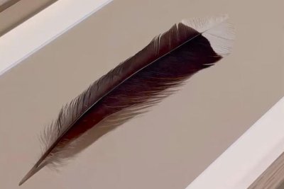 Someone Paid $28,417 For a FEATHER