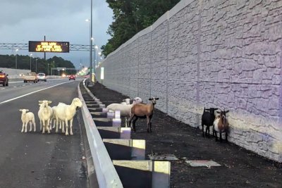 Runaway Goats and Sheep Wander Onto Interstate