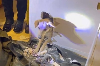 Trapped Puppy Rescued From Inside Wall of California Home
