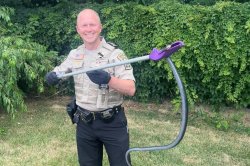 4-Foot Snake Found in Box of Donated Books at Thrift Store