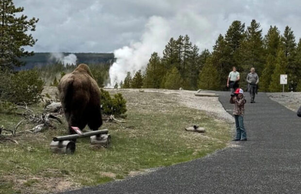 Unattended Child Gets Too Close to Wild Animal