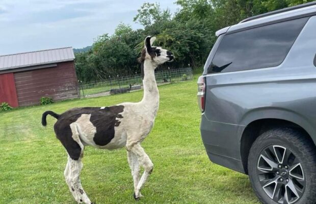 Llama Escapes Enclosure To Avoid Teeth Cleaning