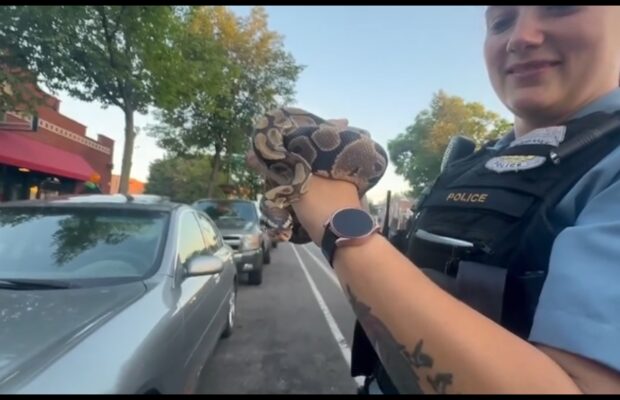 Boa Constrictor Found in Rideshare Vehicle