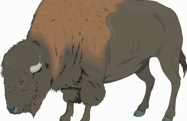 Yellowstone National Park reports first 2025 bison goring Yellowstone National Park reports first 2025 bison goring